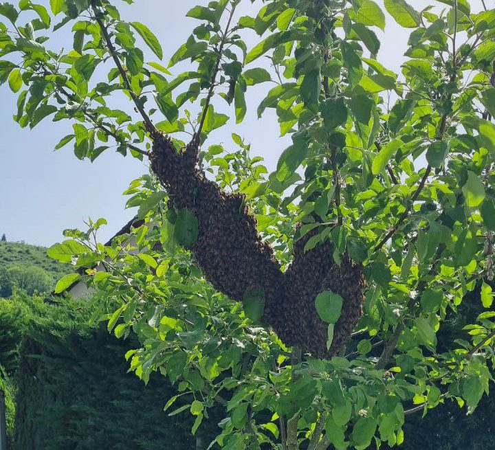 Essaim d'abeille accroché sur un arbre