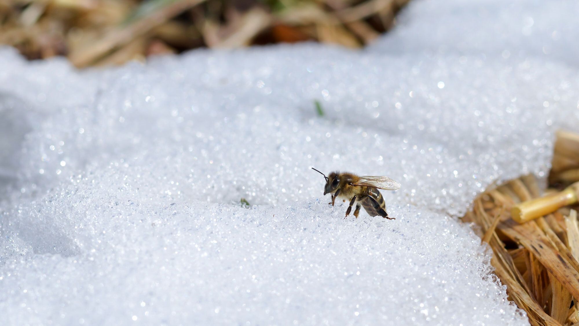 Une abeille posée sur une fine couche de neige cherchant du sucre